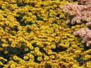 Chrysanthemums Golden Hive in Nikitsky Botanical Garden. 
Size: 700x933. 
File size: 1014,73 KB