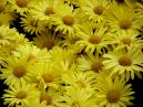 Yellow chrysanthemum composition. Sort: Sunset. 
Size: 700x525. 
File size: 480,11 KB