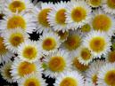 White garden chrysanthemums Russkoe Pole. 
Size: 700x525. 
File size: 468,95 KB