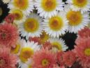 Flower composition of two sorts of chrysanthemums. 
Size: 700x525. 
File size: 438,19 KB