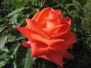 Оранжевая роза Проминент (Prominent) 
Размер: 700x525. 
Размер файла: 350.87 КБ