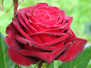 Черная роза Баккара (Black Baccara) с бутоном. 
Размер: 700x933. 
Размер файла: 620.16 КБ