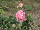 Розовая роза на клумбе. 
Размер: 700x525. 
Размер файла: 447.31 КБ