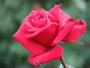 Полураспустившаяся красная роза в капельках росы. 
Размер: 700x525. 
Размер файла: 391.76 КБ