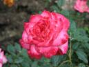 Роза с красным "румянцем". 
Размер: 700x525. 
Размер файла: 366.76 КБ