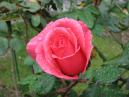 Бутон розовой чайно-гибридной розы. 
Размер: 700x525. 
Размер файла: 364.01 КБ