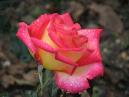 Двухцветная роза с желтыми лепестками, переходящими по краю в ярко-розовый. 
Размер: 700x525. 
Размер файла: 334.33 КБ