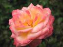 Роза Ругельда (Rugelda), оттенок персиковый, переходящий в красный. 
Размер: 700x525. 
Размер файла: 324.73 КБ