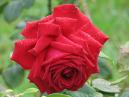 Крупная красная роза в капельках росы. 
Размер: 700x525. 
Размер файла: 342.76 КБ