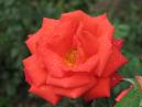 Оранжевая роза в утренней росе. 
Размер: 700x525. 
Размер файла: 324.27 КБ