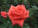 Прекрасная роза Проминент (Prominent). 
Размер: 700x525. 
Размер файла: 364.55 КБ