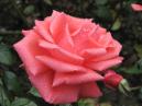 Розовая роза из коллекции Никитского ботанического сада 
Размер: 700x525. 
Размер файла: 341.60 КБ