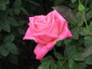 Розовая роза Лидия (Lydia). 
Размер: 700x525. 
Размер файла: 342.92 КБ