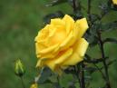 Желтая роза Мабелла (Mabella) с бутоном. 
Размер: 700x525. 
Размер файла: 344.83 КБ