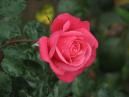 Распускающийся бутон розовой розы 
Размер: 700x525. 
Размер файла: 298.13 КБ