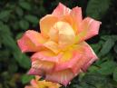 Двухцветная Роза Марвел (Marvelle) после дождя. 
Размер: 700x525. 
Размер файла: 354.66 КБ