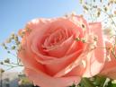Розовая роза, украшенная белыми цветками 
Размер: 700x525. 
Размер файла: 332.62 КБ