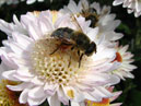 Пчела на белом цветке хризантемы Медея. 
Размер: 700x394. 
Размер файла: 307.10 КБ