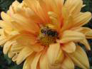 Пчела в цветке хризантемы \"Резюме\". 
Размер: 700x525. 
Размер файла: 358.67 КБ