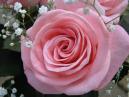Розовая роза для свадебного букета. 
Размер: 700x525. 
Размер файла: 358.29 КБ