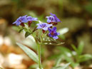 Темно-синий лесной цветок. 
Размер: 700x465. 
Размер файла: 277.67 КБ