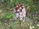 Белый лесной цветок в бордовых крапинках. 
Размер: 700x1053. 
Размер файла: 588.14 КБ
