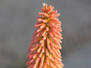   ,   (Kniphofia). 
: 700x933. 
 : 497.08 