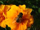 Пчела на оранжевом цветке бархатца. 
Размер: 700x525. 
Размер файла: 309.51 КБ