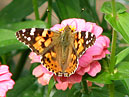Бабочка репейница (Cynthia cardui) на цветке майора. 
Размер: 700x501. 
Размер файла: 417.63 КБ