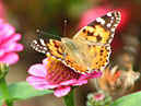 Бабочка репейница (Cynthia cardui) на розовом цветке. 
Размер: 700x525. 
Размер файла: 385.40 КБ