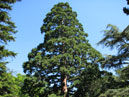 Реликтовое дерево из Никитского сада. 
Размер: 700x933. 
Размер файла: 872.91 КБ