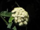   (Viburnum Rhytidophyllum).   . 
: 700x525. 
 : 316.95 