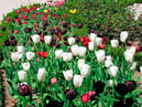 Клумба с черными и белыми тюльпанами в Никитском Ботаническом Саду. 
Размер: 700x525. 
Размер файла: 566.29 КБ