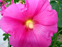 Цветок ярко-розовой мальвы. 
Размер: 700x525. 
Размер файла: 367.81 КБ