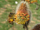 Пчела собирает мед на цветках вербы. 
Размер: 700x786. 
Размер файла: 528.03 КБ