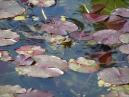Лягушка, плывущая среди листьев водяной лилии. 
Размер: 700x525. 
Размер файла: 412.20 КБ