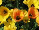 Желтые тюльпаны Президент Кеннеди в саду. 
Размер: 700x525. 
Размер файла: 336.73 КБ