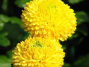 Two chrysanthemums Ping-Pong Yellow. 
Size: 700x974. 
File size: 587,41 KB