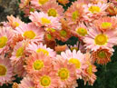 A bunch of pale-pink chrysanthemums Art Deco. 
Size: 700x427. 
File size: 371,49 KB