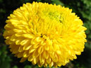 Ping-Pong Yellow chrysanthemum flower. 
Size: 700x785. 
File size: 499,81 KB