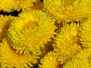 Yellow chrysanthemums. 
Size: 700x774. 
File size: 581,79 KB