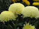 Three white chrysanthemums Creamiest White. 
Size: 700x479. 
File size: 339,55 KB