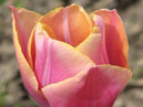 Нежно-розовый тюльпан Блашин Леди (Blushing Lady). 
Размер: 700x966. 
Размер файла: 478.65 КБ