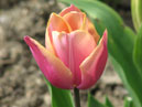 Розово-карамельный тюльпан Блашин Леди (Blushing Lady). 
Размер: 700x933. 
Размер файла: 458.20 КБ
