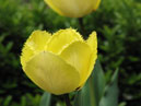 Два бахромчатых желтых тюльпана Фринжед Голден Апельдорн (Fringed Golden Apeldoorn). 
Размер: 700x933. 
Размер файла: 419.88 КБ