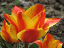 Цветок тюльпана Кейп Код (Cape Cod) крупным планом. 
Размер: 700x594. 
Размер файла: 338.65 КБ
