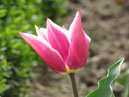 Ярко-розовый тюльпан Баллада (Ballade). 
Размер: 700x933. 
Размер файла: 478.89 КБ