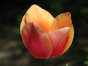 Тюльпан из Никитского сада. Сорт Донглоу (Dawnglow). 
Размер: 700x933. 
Размер файла: 453.94 КБ