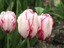 Три красно-белых тюльпана Портофино (Portofino). 
Размер: 700x525. 
Размер файла: 294.32 КБ