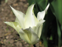 Белый лилейный тюльпан. 
Размер: 700x933. 
Размер файла: 486.81 КБ